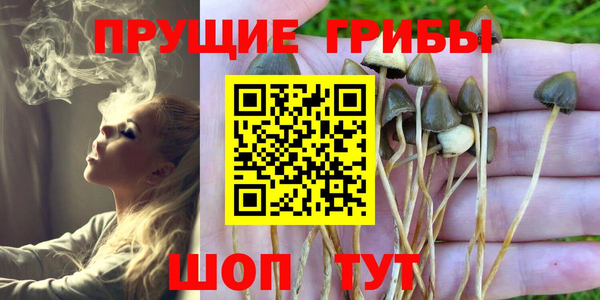 Ревда  Псилоцибиновые грибы Cubensis  Вход с VPN  Псилоцибиновые грибы Psilocybine cubensis 